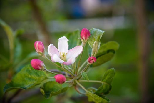 Closeup blossoming tree brunch with white flowers. Flowering of apple trees. Beautiful blooming apple tree branch. Close up of apple flowers.