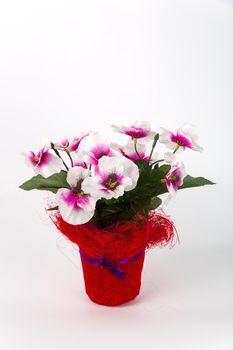 Composition with artificial violets in a pot on white background. Ekibana from white-pink violets.