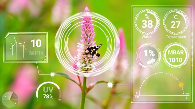 Smart digital agriculture technology by futuristic sensor data collection management by artificial intelligence to control quality of crop growth and harvest. Computer aided plantation grow concept.