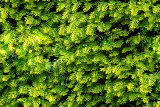 Seamless background of close up on green taxus baccata evergereen hedge