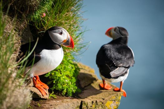 Atlantic puffin also know as common puffin is a species of seabird in the auk family. Iceland, Norway, Faroe Islands, Newfoundland and Labrador in Canada are known to be large colony of this puffin.