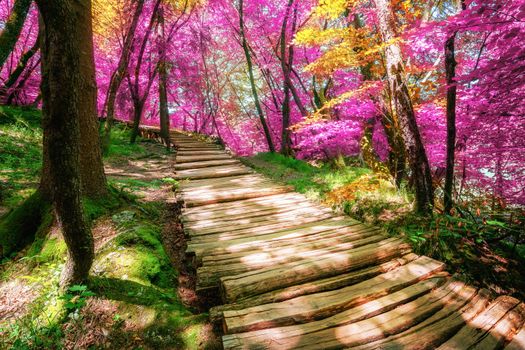 Beautiful wooden path trail for nature trekking through lush forest landscape in Plitvice Lakes National Park, UNESCO natural world heritage and famous travel destination of Croatia.