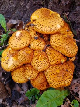 A group of common scaly mushrooms on a tree trunk in the forest. Common scaly mushrooms.