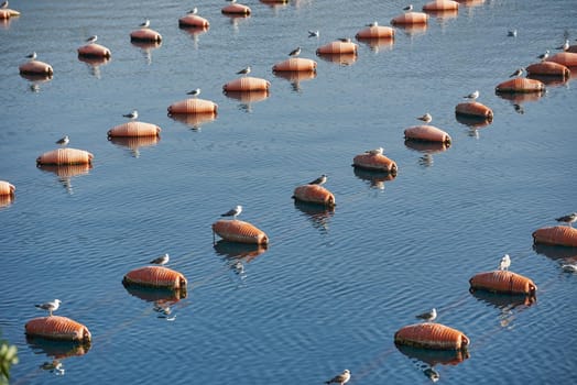 Seagulls are sitting in an oyster farm in the sea, funny animals.