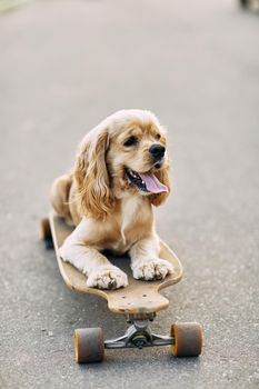 Dog riding a skateboard. The puppy Cocker Spaniel is sitting on longboard.