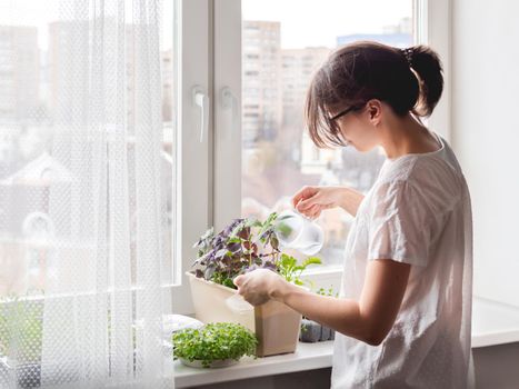 Woman is watering houseplants and microgreens on windowsill. Growing edible organic basil, arugula, microgreen of cabbage for healthy nutrition. Gardening at home.