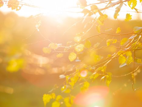 Birch tree with last leaves. Autumn background. Orange sunset at fall season.