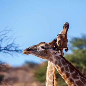 Two Giraffes doing necking parade in Kgalagadi transfrontier park, South Africa ; Specie Giraffa camelopardalis family of Giraffidae