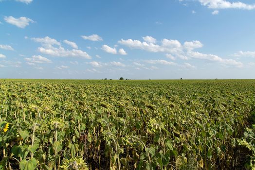 a field with a ripe sunflowers, Russia