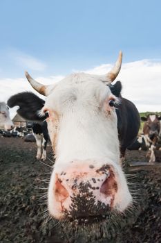 Close up portrait of curious cow among herd of cows and bulls. Dairy farm animals are grazing in paddock. Animal husbandry in countryside.