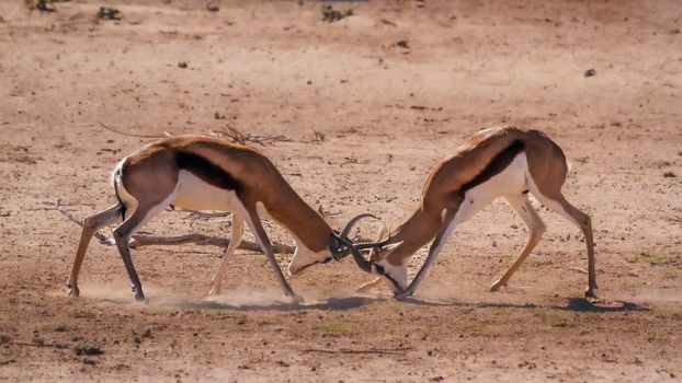 Two Springbok dueling in Kgalagari transfrontier park, South Africa ; specie Antidorcas marsupialis family of Bovidae
