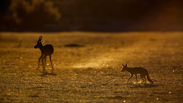 Black backed jackal and Springbok in Kgalagadi transfrontier park, South Africa; specie Canis mesomelas family of canidae and specie Antidorcas marsupialis family of bovidae
