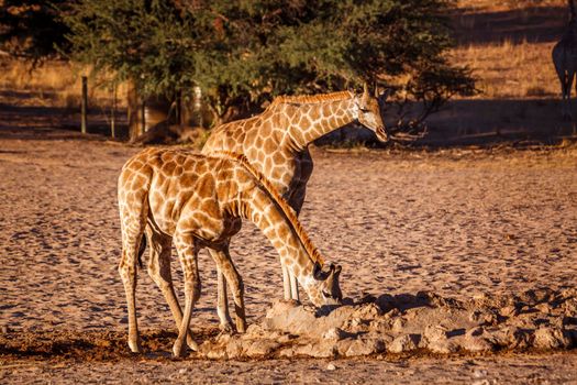 Two young Giraffes drinking at waterhole in Kgalagadi transfrontier park, South Africa ; Specie Giraffa camelopardalis family of Giraffidae