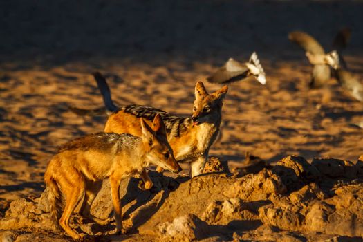 Two Black backed jackal chasing birds at waterhole in Kgalagadi transfrontier park, South Africa ; Specie Canis mesomelas family of Canidae