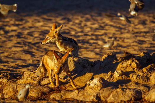 Two Black backed jackal chasing birds at waterhole in Kgalagadi transfrontier park, South Africa ; Specie Canis mesomelas family of Canidae
