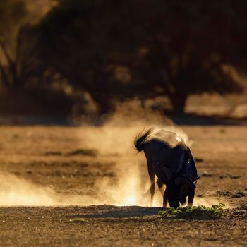 Blue wildebeest grooming in sand at dawn in Kgalagadi transfrontier park, South Africa ; Specie Connochaetes taurinus family of Bovidae