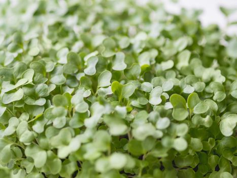 Full frame photo of micro greens. Growing micro plants at home for health or vegan nutrition. Seed germination at home.