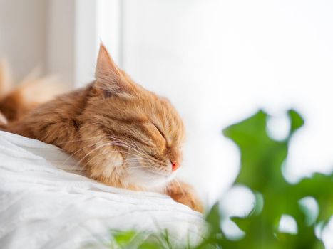 Cute ginger cat sleeps near houseplants on window sill. Fluffy pet with green seedlings. Copy space.