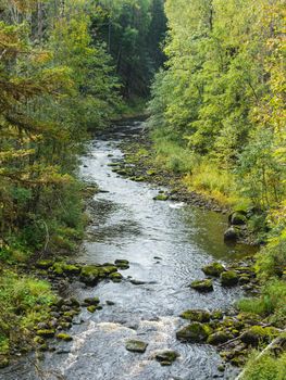 Clear river is flowing among trees and bushes in forest. Travel and explore nature in national parks and reservations.