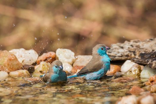 Two Blue-breasted Cordonbleu bathing in waterhole in Kruger National park, South Africa ; Specie Uraeginthus angolensis family of Estrildidae