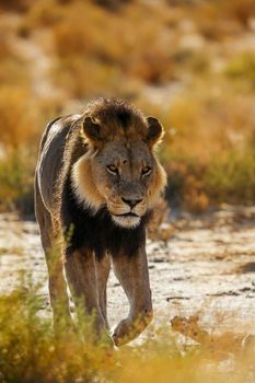 African lion black mane male walking front view at dawn in Kgalagadi transfrontier park, South Africa; Specie panthera leo family of felidae