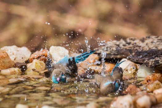 Two Blue-breasted Cordonbleu bathing in waterhole in Kruger National park, South Africa ; Specie Uraeginthus angolensis family of Estrildidae