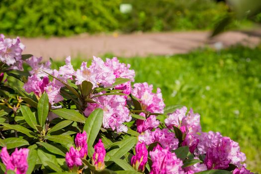 Beautiful Japanese pink Azalea flowers cut into a dense shrubbery. Full in bloom in may, springtime.