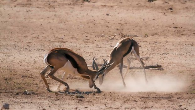 Two Springbok dueling in Kgalagari transfrontier park, South Africa ; specie Antidorcas marsupialis family of Bovidae