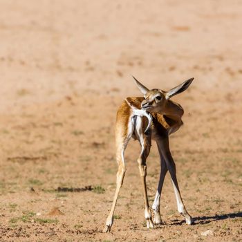 Rear view of cute young Springbok in Kgalagari transfrontier park, South Africa ; specie Antidorcas marsupialis family of Bovidae