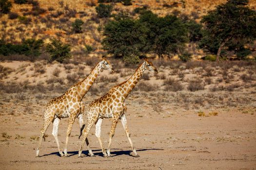 Two Giraffes walking in dry land scenery in Kgalagadi transfrontier park, South Africa ; Specie Giraffa camelopardalis family of Giraffidae