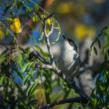 Black backed Puffback in yellow flowering tree in Kruger National park, South Africa ; Specie Dryoscopus cubla family of Malaconotidae