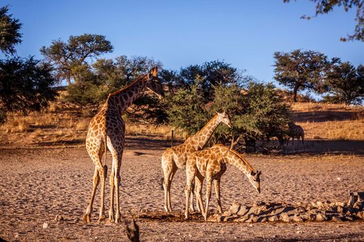 Giraffe female with two cubs drinking at waterhole in Kgalagadi transfrontier park, South Africa ; Specie Giraffa camelopardalis family of Giraffidae
