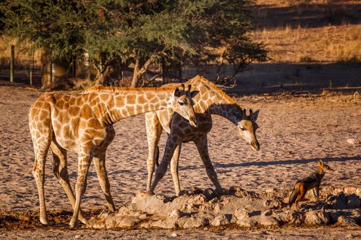 Two young Giraffes drinking at waterhole in Kgalagadi transfrontier park, South Africa ; Specie Giraffa camelopardalis family of Giraffidae