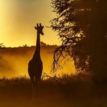 Giraffe front view at sunset in Kgalagadi transfrontier park, South Africa ; Specie Giraffa camelopardalis family of Giraffidae