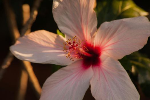 A sinle backlit Hibiscus flower