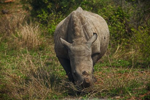A dehorned White Rhino (Ceratotherium simum) in Kruger National Park. South African National Parks dehorn rhinos in an attempt curb poaching.
