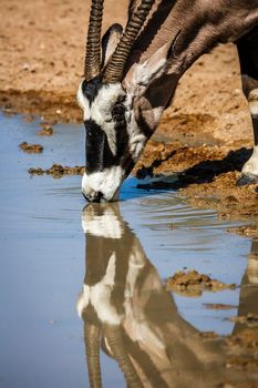 South African Oryx portrait drinking with reflection in Kgalagadi transfrontier park, South Africa; specie Oryx gazella family of Bovidae