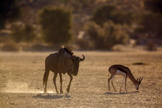 Blue wildebeest and springbok at dawn in Kgalagadi transfrontier park, South Africa ; Specie Connochaetes taurinus and specie Antidorcas marsupialis family of Bovidae
