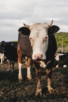 Herd of cows is grazing. Dairy farm animals stand in paddock. Animal husbandry in countryside.