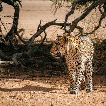 Leopard walking front view in dry land in Kgalagadi transfrontier park, South Africa; specie Panthera pardus family of Felidae