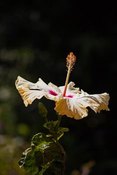 A single yellow Hibiscus flower isolated on a dark background