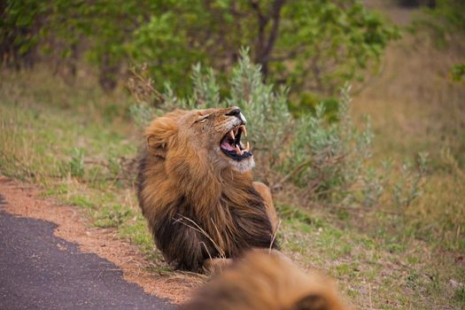 A dominant male Lion (Panthera leo) yawning on a rainy morning in Kruger National Park. South Africa
