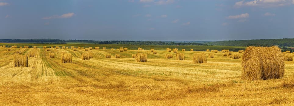 Summer field with straw mows at daylight shot with selective focus