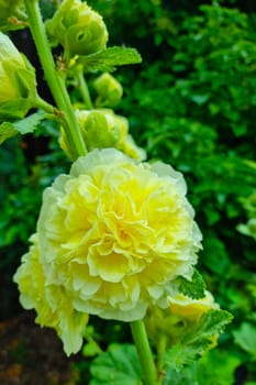 Beautiful background of nature. A blooming yellow flower in the garden in spring or summer