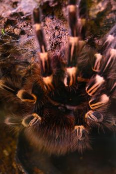 Selective focus, beautiful big spider in the wild
