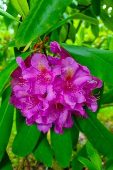 Beautiful bud of flowering rhododendron in the garden in spring