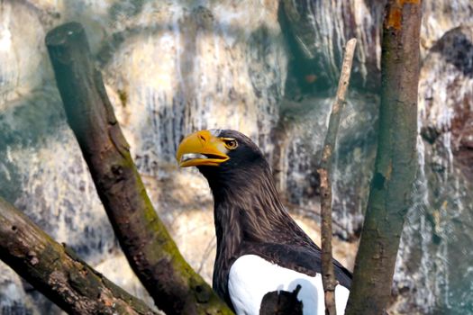 A beautiful eagle sits on a tree branch. The view of the wild bird is the eagle