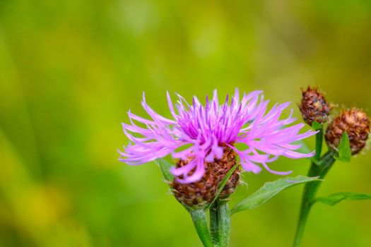 Close-up of a flowering cornflower flower in the spring in a meadow