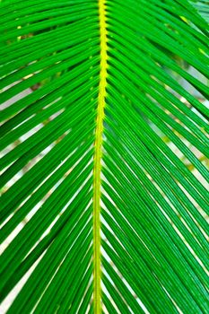 The background of nature. Tropical green leaf of the plant, texture