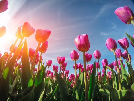 Group purple tulips against the sky. Spring landscape.